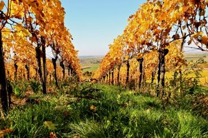 Herbststimmung mit Weinreben