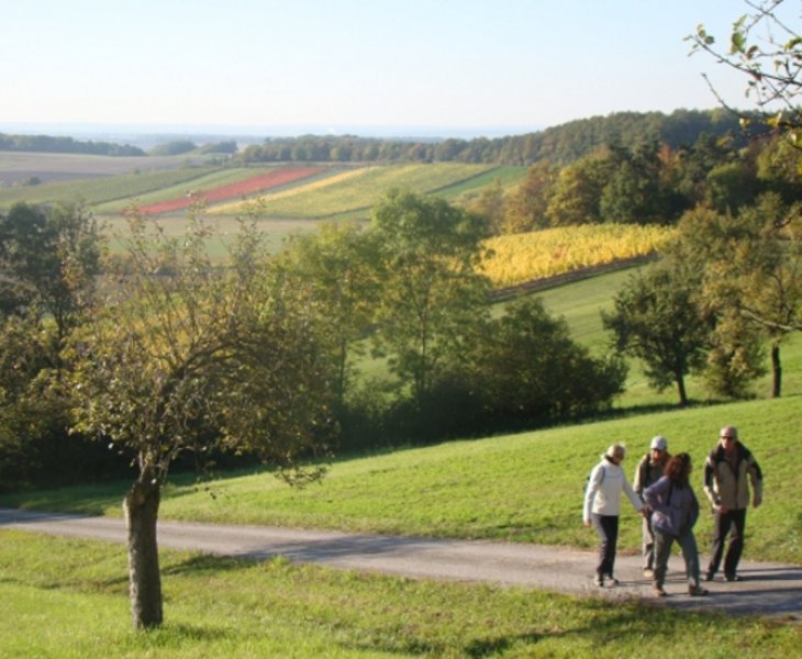 Weinparadiesweg führt entlang der Weigenheimer Weinberge